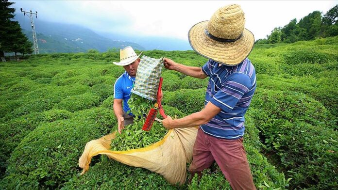 çay toplama